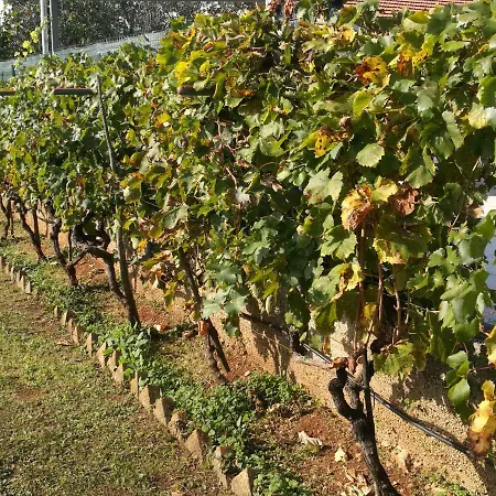 Domenico Konukevi 4*