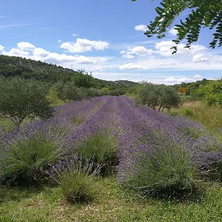 Domenico Gasthuis Lozovac