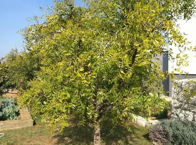 Domenico לוזובאק